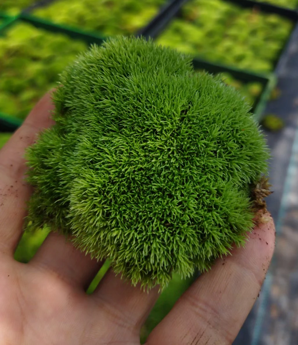 手掌托着鲜活苔藓的真实近景，背景为虚化的苔藓托盘